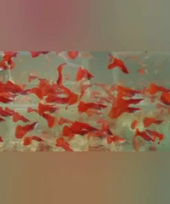 Albino Red Fire Guppy (Pair)
