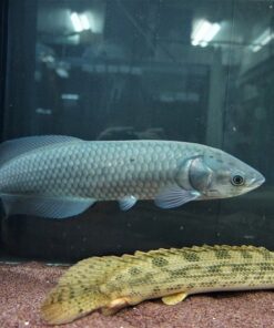 African Arowana Fish