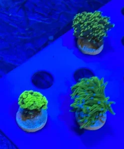 Assorted 3 lot Coral Frags Aussie