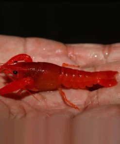 Neon Red Lobster
