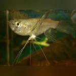 African Butterflyfish