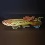 Amiet's Lyretail Killi (Pair)