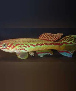 Amiet's Lyretail Killi (Pair)