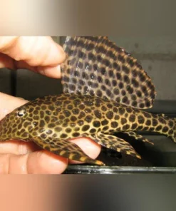 L-001 Spotted Sailfin Pleco