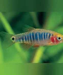 Micro Tiger Rasbora