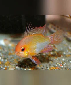 German Gold Ram