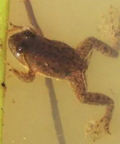 Asian Floating Frog