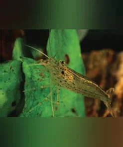 Amano Algae Eating Shrimp