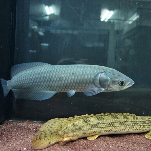 African Arowana Fish