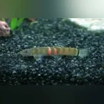 Sumo Loach