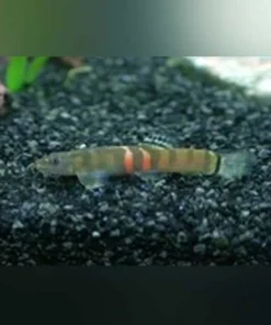 Sumo Loach