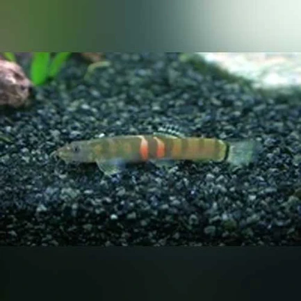 Sumo Loach