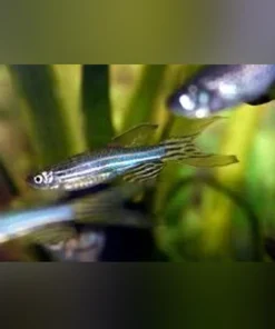 Longfin Zebra Danio
