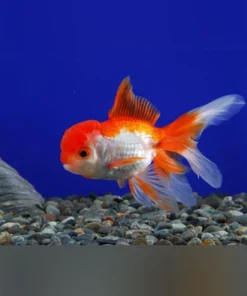 Red and White Oranda Goldfish