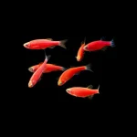 Starfire Red GloFish Tetra