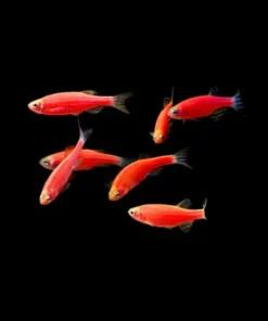 Starfire Red GloFish Tetra