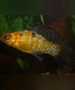 Harlequin Lyre Tail Molly