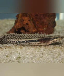 Lapradei Bichir
