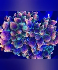 Fancy Bubble Anemone Rose