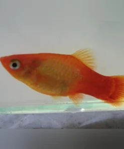 Marigold Platy