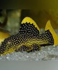 L-18 Gold Nugget Pleco