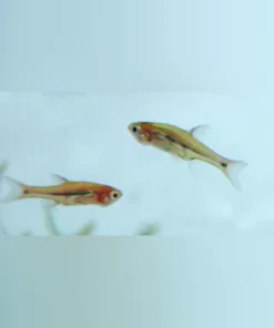 Micro Euro Rasbora