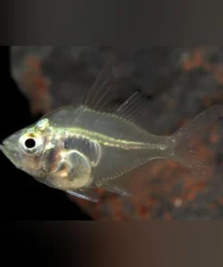 Dwarf Glass Fish
