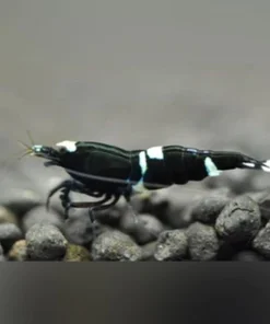 King Kong Shrimp BLACK Grade S