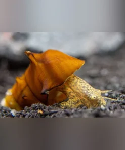 Pagoda Snail