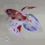 Koi Betta Veil Tail