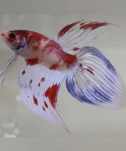 Koi Betta Veil Tail