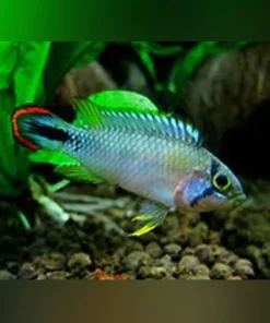 Apistogramma Pandurini