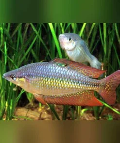 Australian Rainbowfish