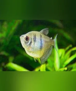 Black Skirt Tetra