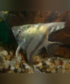 Blue Zebra Angelfish
