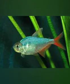 Red Blue Colombian Tetra