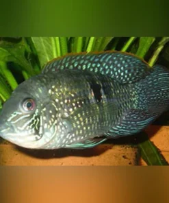 Blue Acara Cichlid
