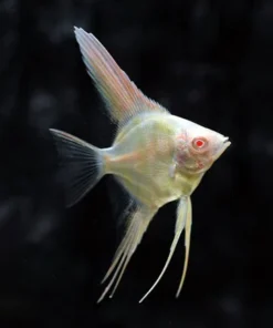 Albino Angelfish