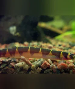 Super Khuli Loach