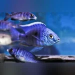 Copadichromis mbenjii