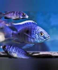 Copadichromis mbenjii