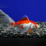 Red and White Sarassa Comet