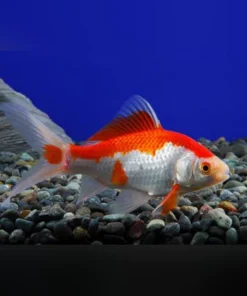 Red and White Sarassa Comet