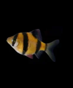 Sunburst Orange Glo Barb