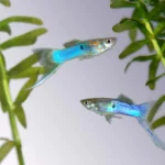Japanese Blue Sword Guppy