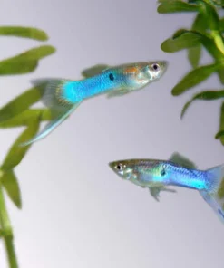 Japanese Blue Sword Guppy