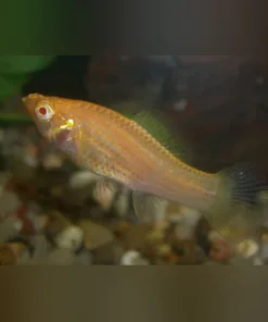 Albino Sailfin Molly (Pair)