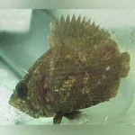 Leaf Fish African