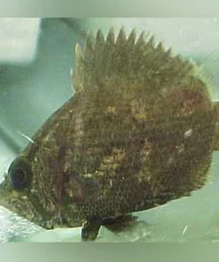 Leaf Fish African