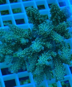 Fancy Tricolor Acropora